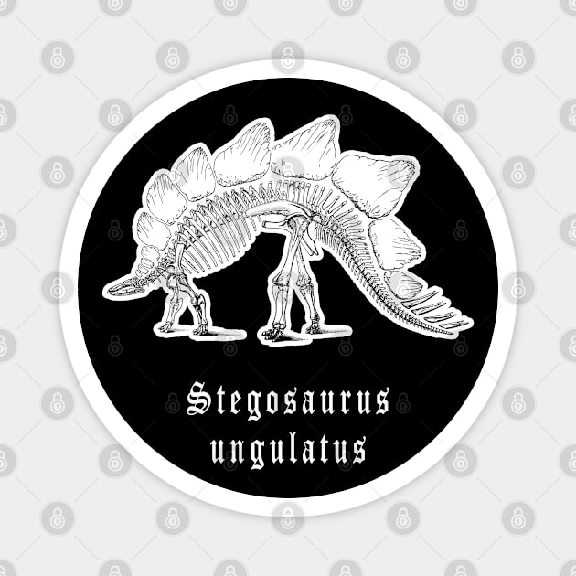 🦖 Fossil Skeleton of a Stegosaurus ungulatus Dinosaur Magnet by Pixoplanet